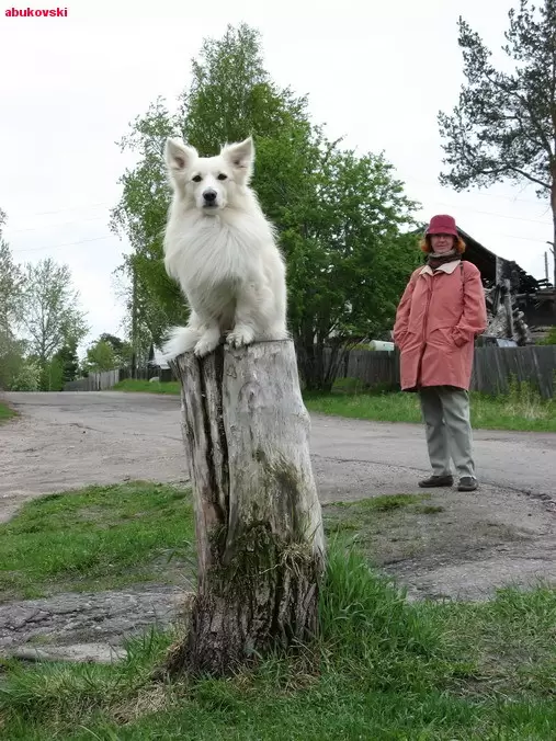 Собачка Собачка
